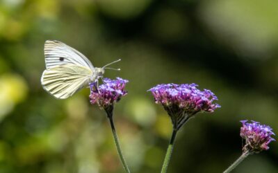 La forza nella debolezza